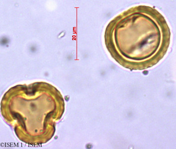 Stoebe kilimandscharica - lame n° 21687